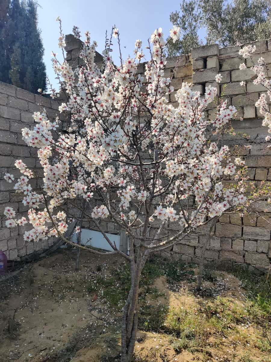 Satılır 2 otaqlı həyət evi/bağ evi 22 m² — Ev, villa, Bakı (9)