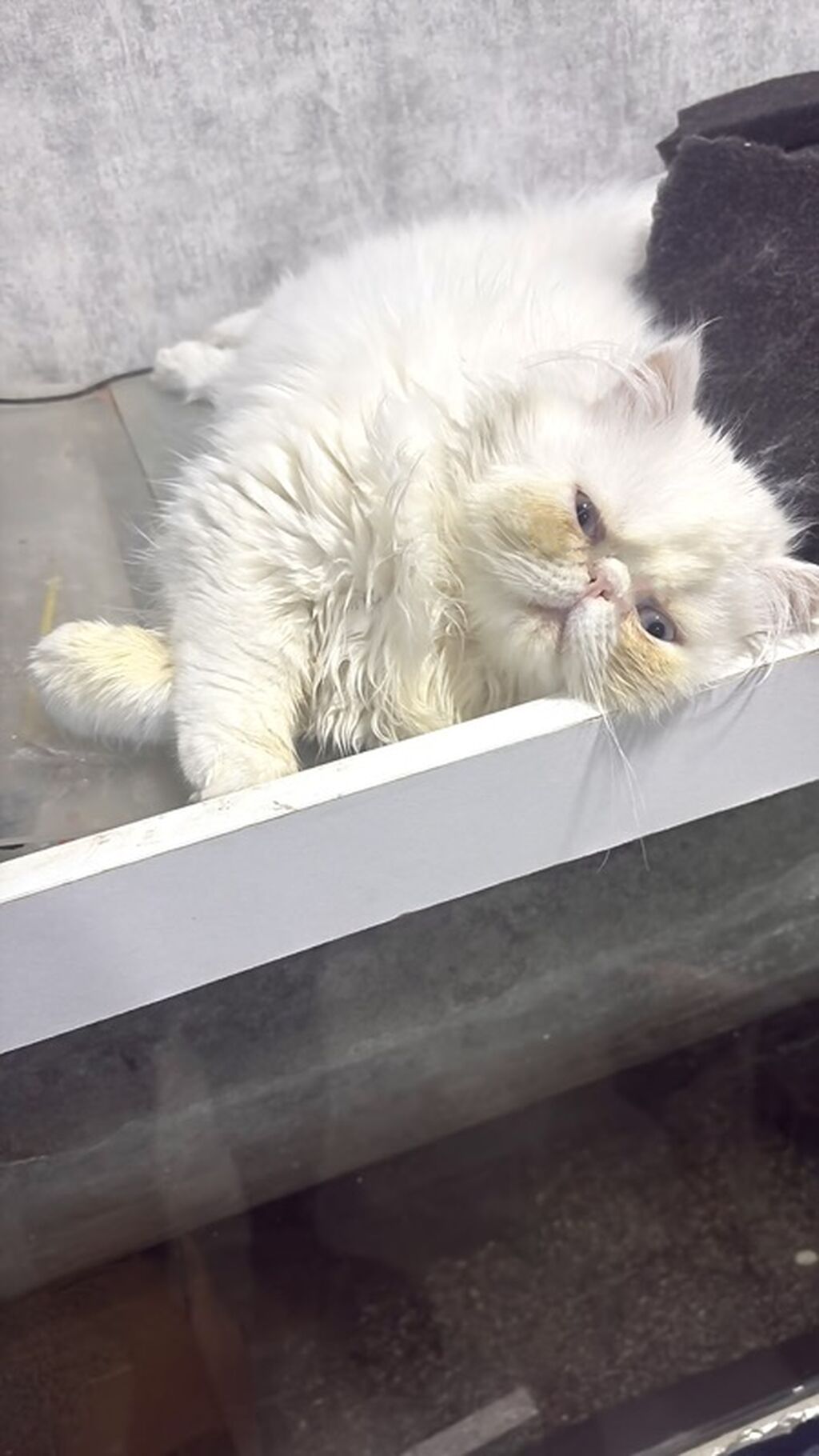 Ekzot — Pişiklər, Bakı (2)
