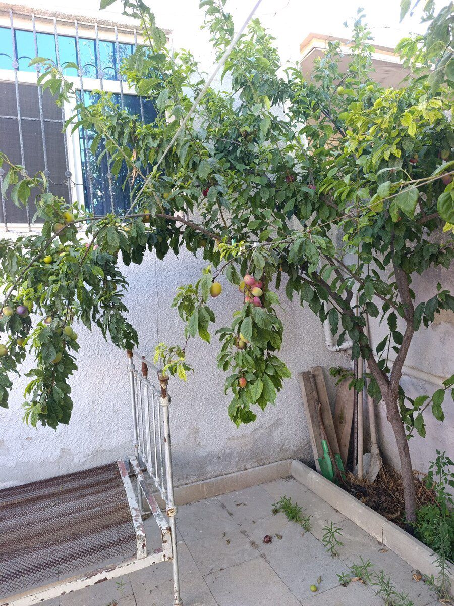Həyət evi, Binə qəs — Ev, villa, Bakı (11)