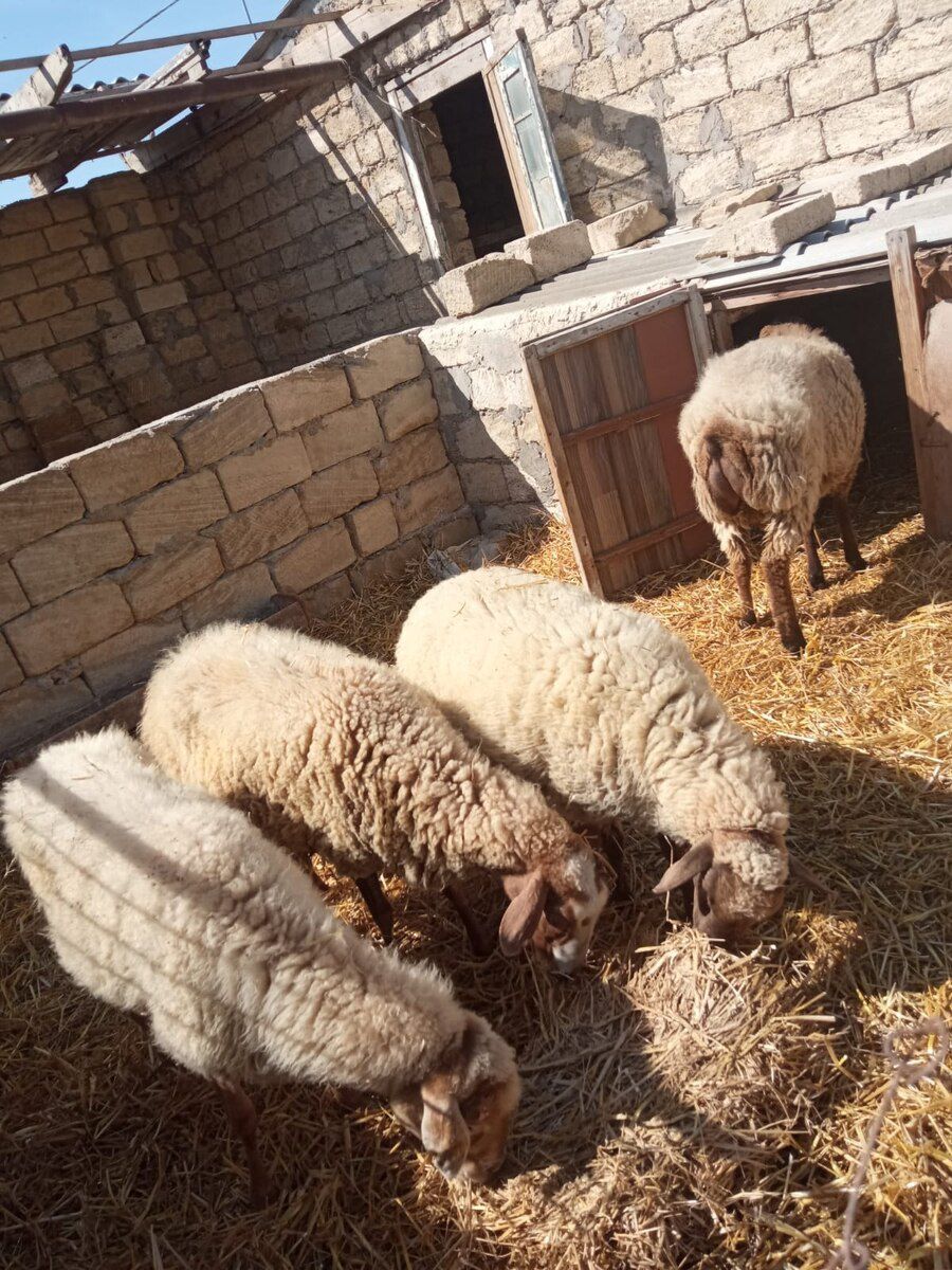 Qoyun və quzular — Kənd təsərrüfatı heyvanları, Bakı (5)