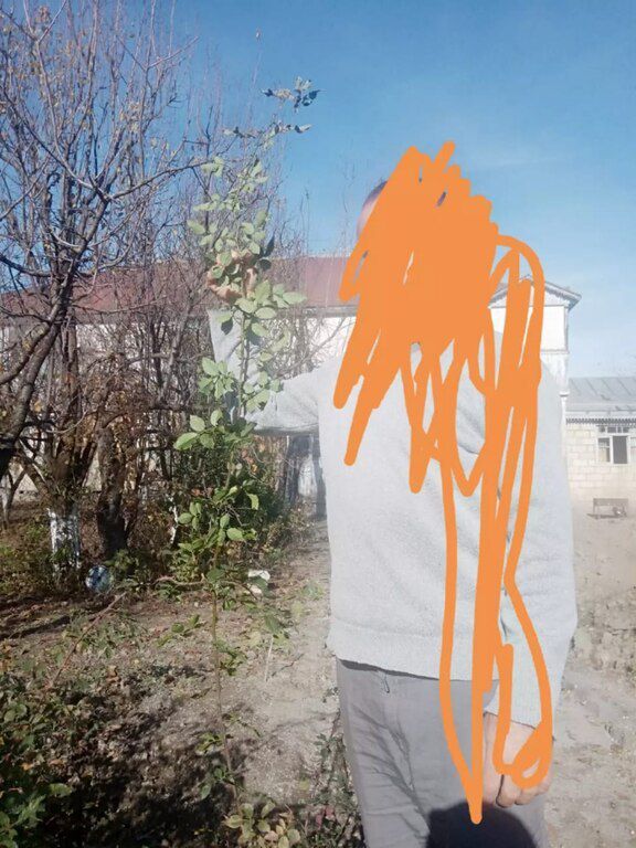 Qızıl güllər — Bitkilər, Bakı (3)