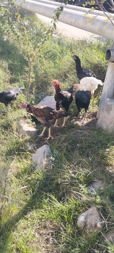 Heyratı xoruzu — Bakı
