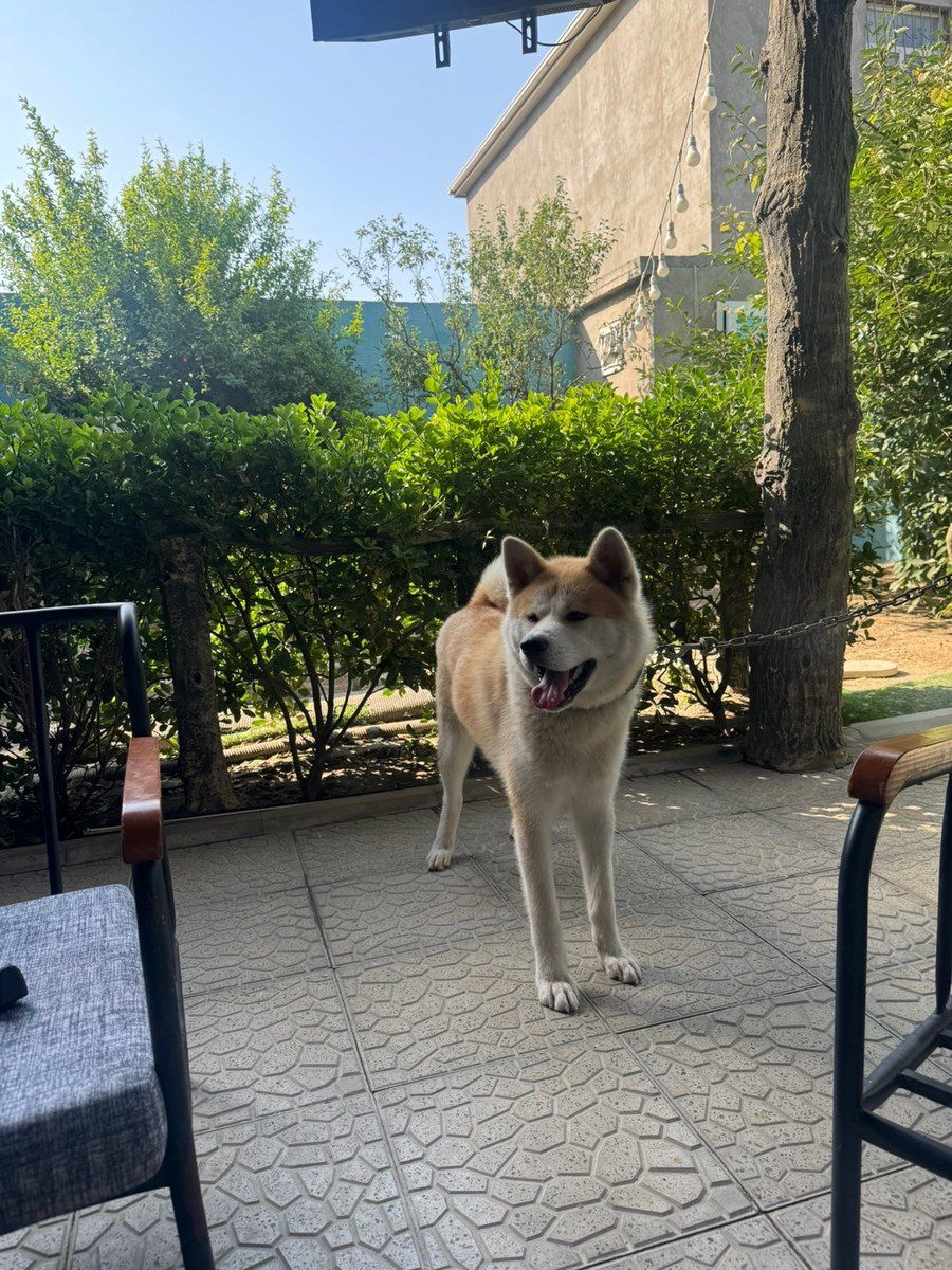 Akita-inu — Köpəklər, Bakı (4)