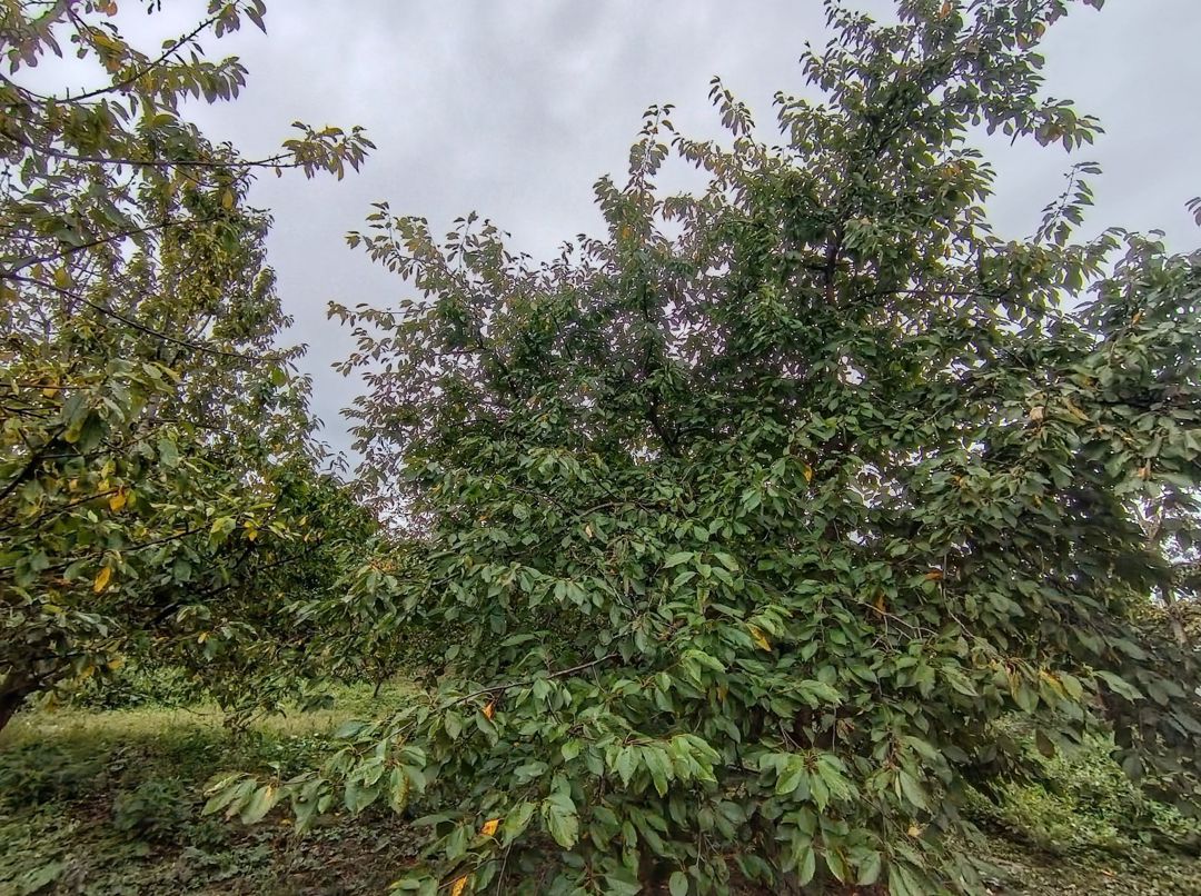 8 sot torpaq sahəsi, Quba r — Torpaq, Quba (6)