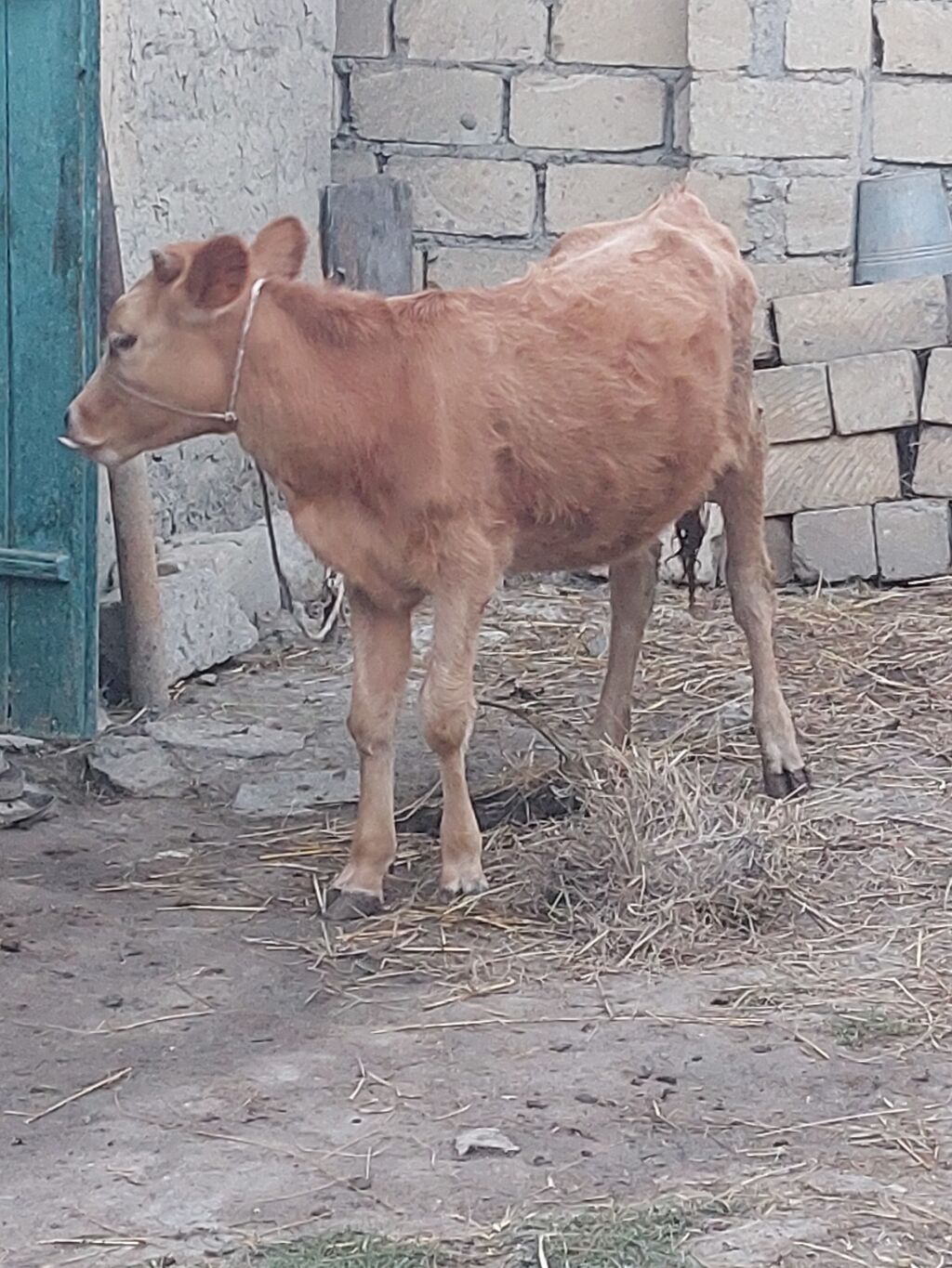 Dana, buzov, Dişi, ay: 6, 55 kq, Ətlik, Ödənişli çatdırılma — Kənd təsərrüfatı heyvanları, Şabran (2)