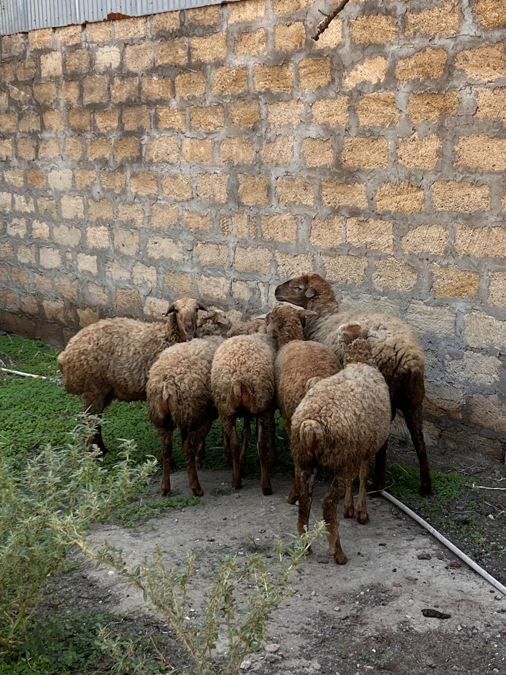 Satılır — Kənd təsərrüfatı heyvanları, Digah (3)