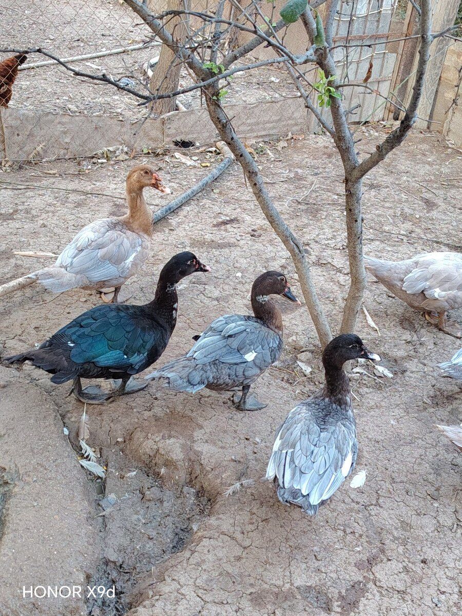 Ördəklər — Quşlar, Sumqayıt (10)