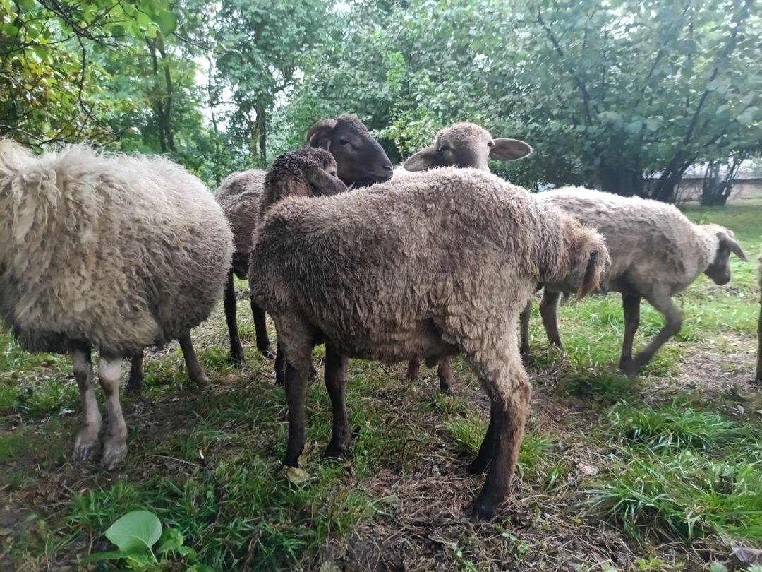 Qoyunlar — Kənd təsərrüfatı heyvanları, Qusar (5)