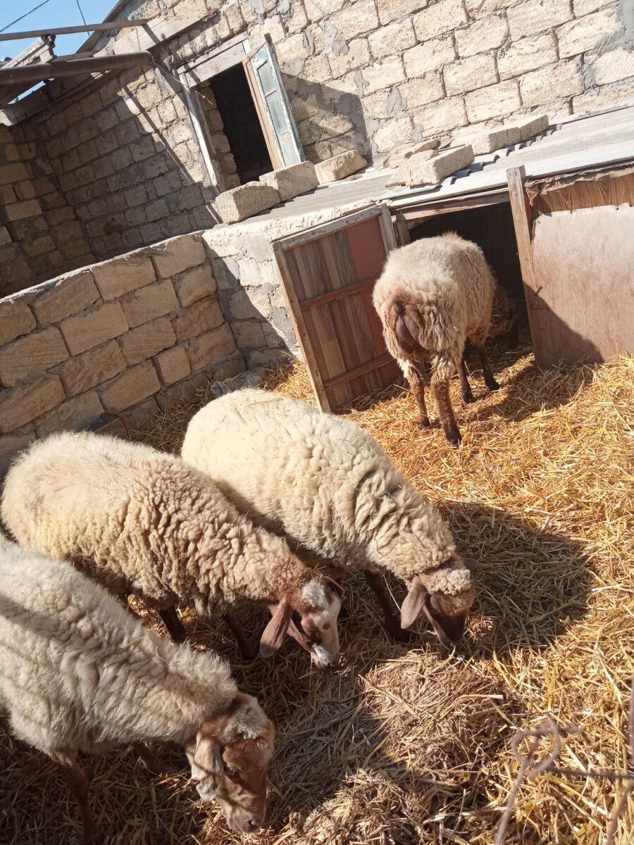 Qoyun və quzular — Kənd təsərrüfatı heyvanları, Bakı (4)