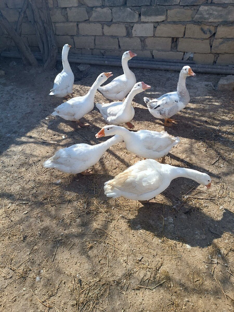 Qaz — Quşlar, Bakı