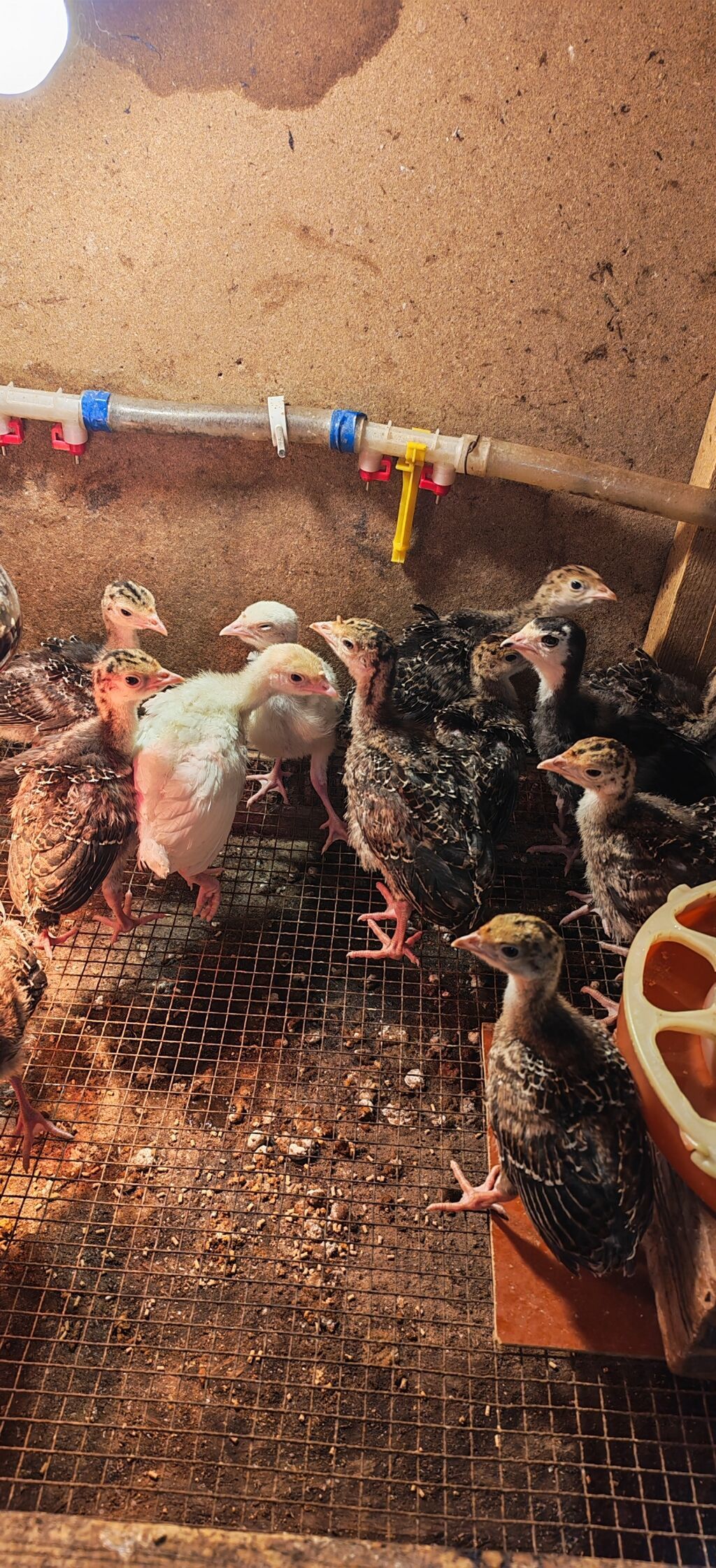 Dişi, Kanada, Damazlıq, Ödənişli çatdırılma — Digərləri, Digah (3)