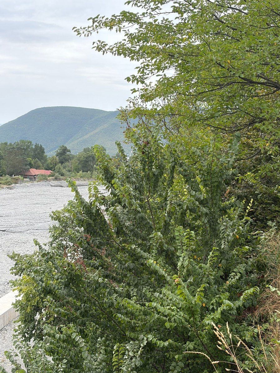 Həyət evi, Şəki ş — Ev, villa, Şəki (10)