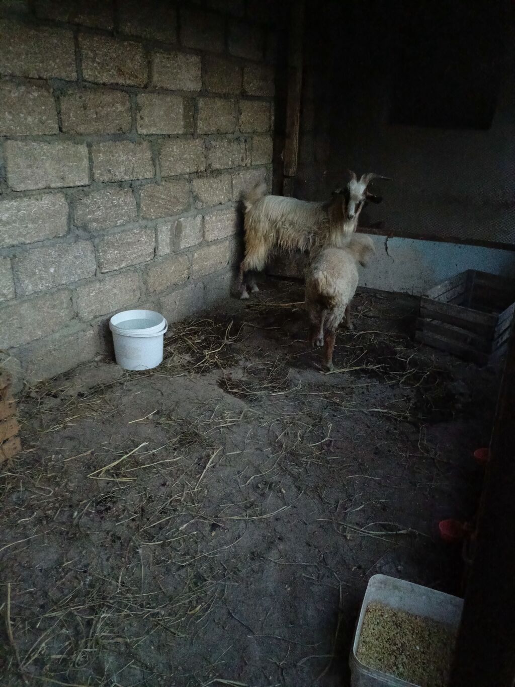 Erkək keçi və dişi quzu satılır 2 si bir yerdə satılır — Kənd təsərrüfatı heyvanları, Quba (5)
