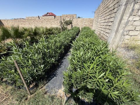 Oleandr (Nerium oleander) fidanları Alyandra. 2200 ədəddir. Boyları — Digah