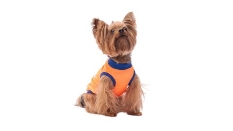 Kofta Pawstar Be Kind Neon Orange, narıncı, ölçü L — Bakı