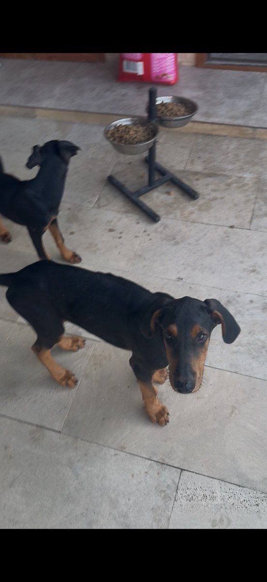Doberman balaları — Köpəklər, Bakı