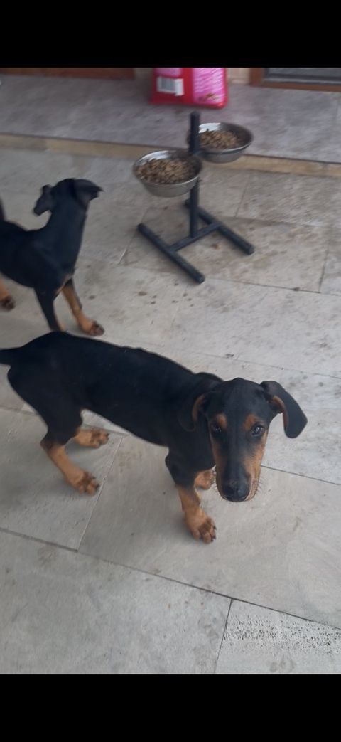 Doberman balaları — Bakı