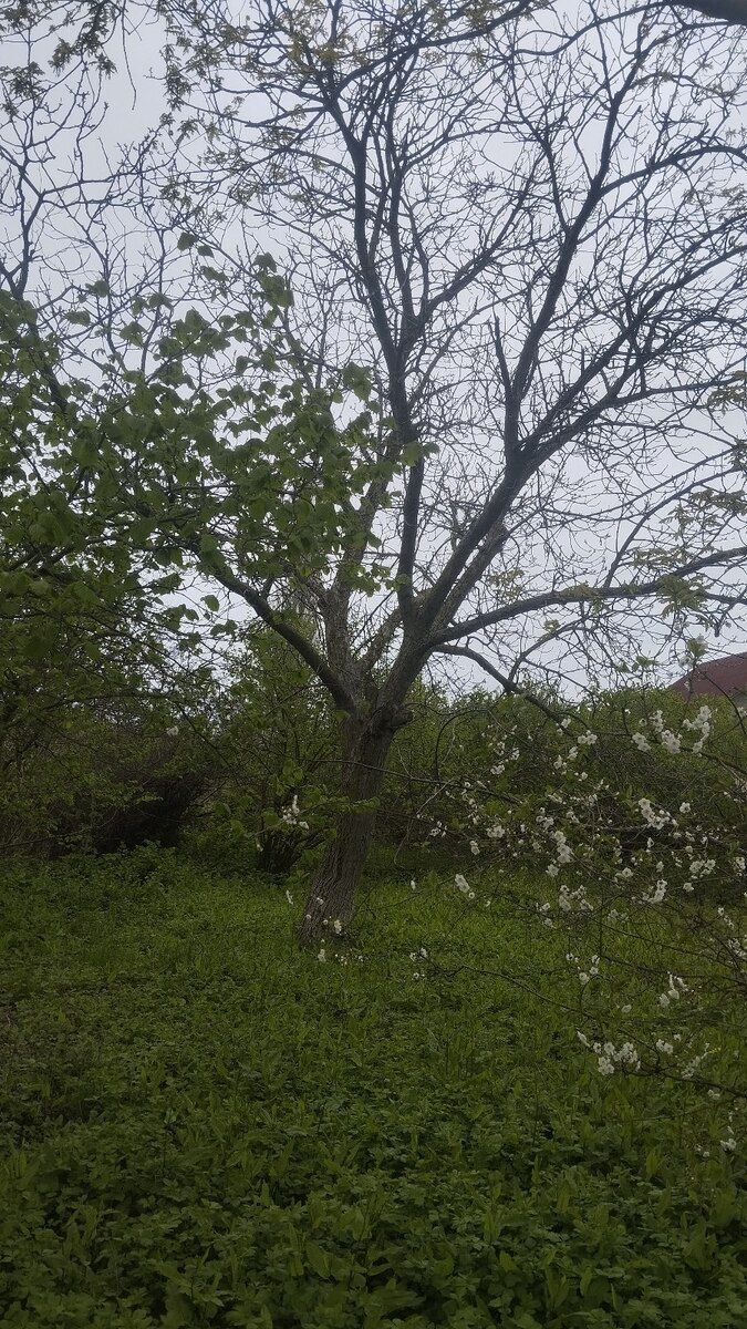 Земельный участок 18 сот, пос.Мухтадыр — Torpaq, Xaçmaz (12)