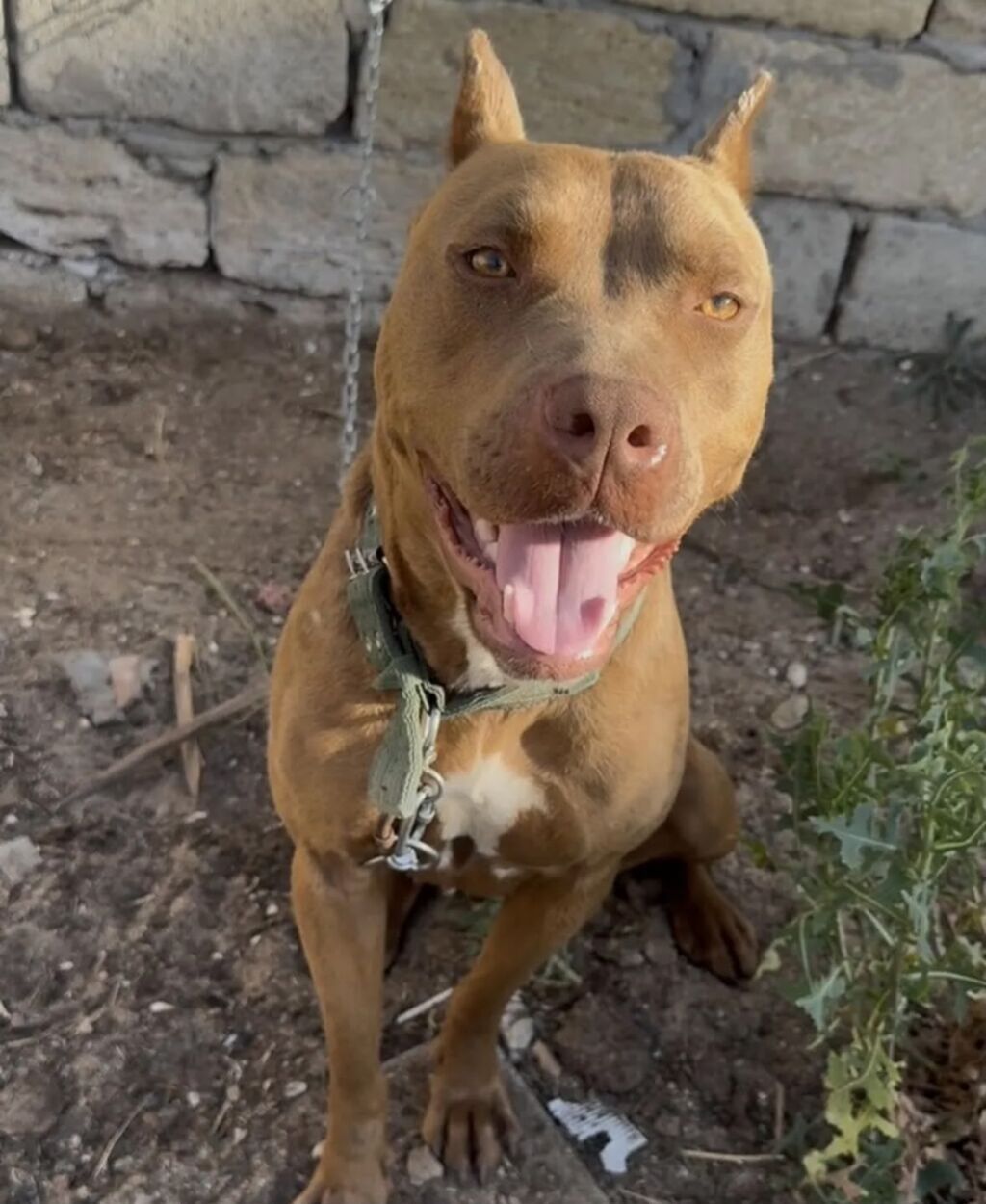 Pitbul, 5 ay, Erkək, Ünvandan götürmə — Köpəklər, Bakı (2)