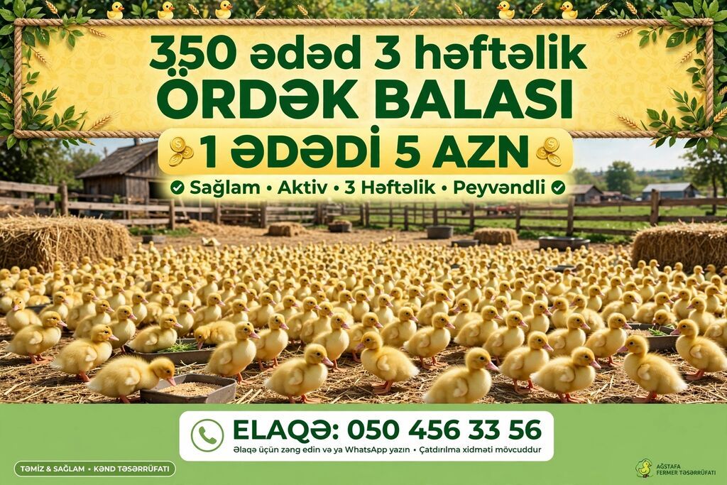 Məhsul: 3 həftəlik ördək balası - Say: 350 ədəd - Yaş: 3 həftəlik — Digərləri, Bakı