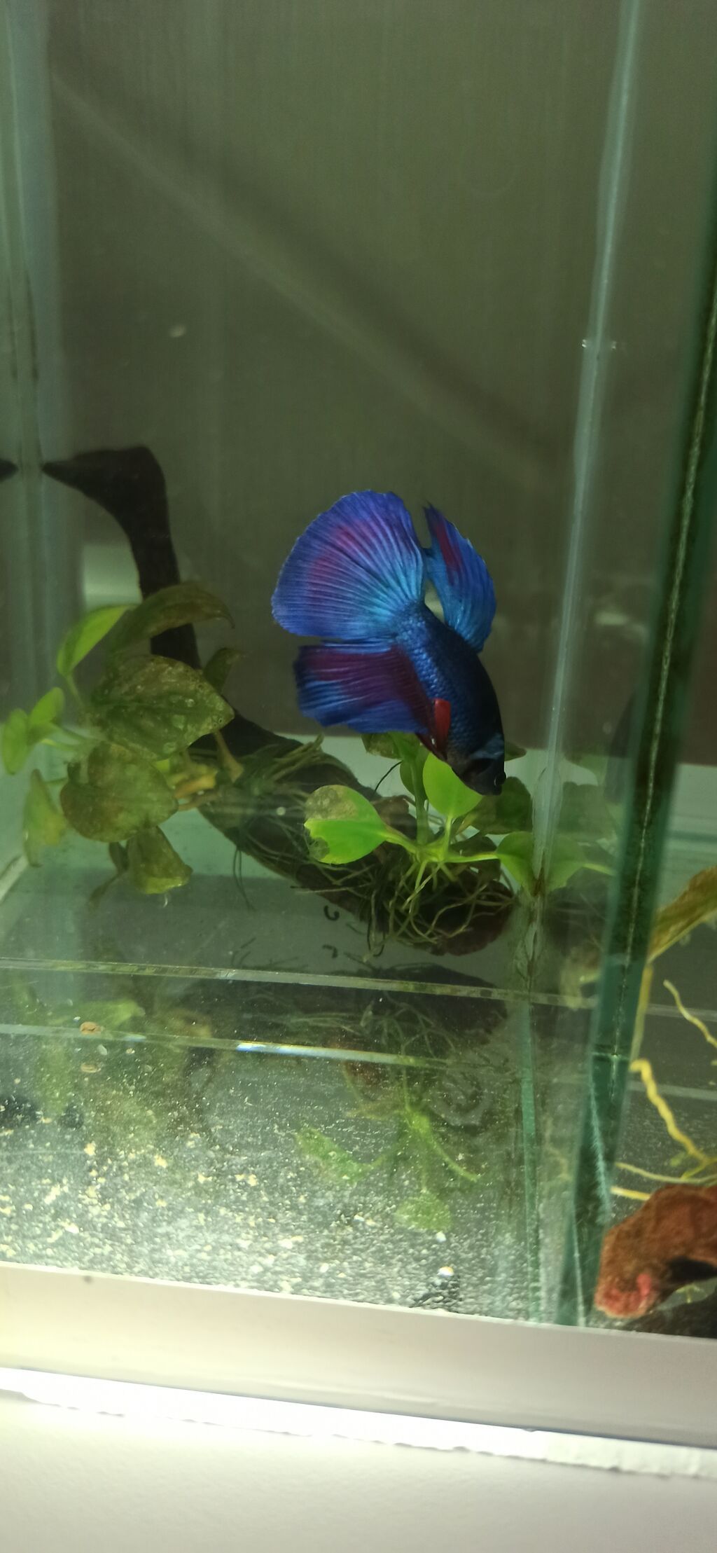 Betta (Petuşok balığı), Yırtıcı — Akvariumlar və balıqlar, Bakı (7)