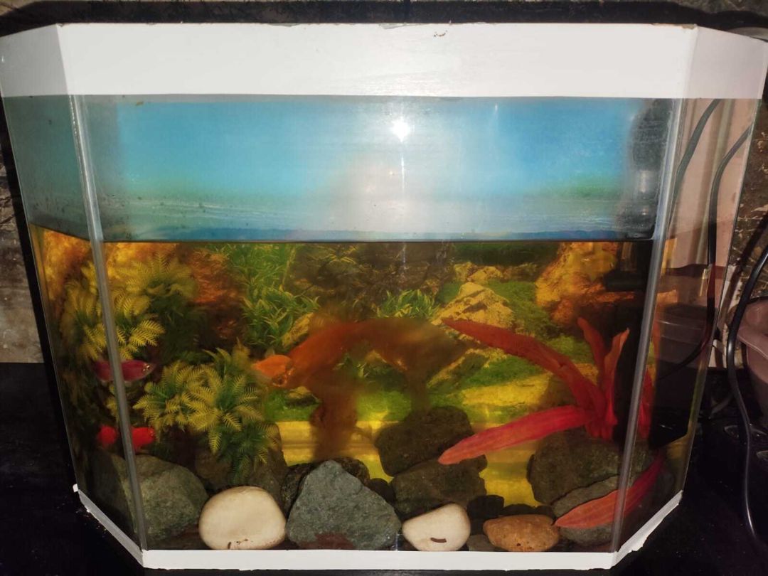 Akvarium və balıqlar — Akvariumlar və balıqlar, Bakı (5)