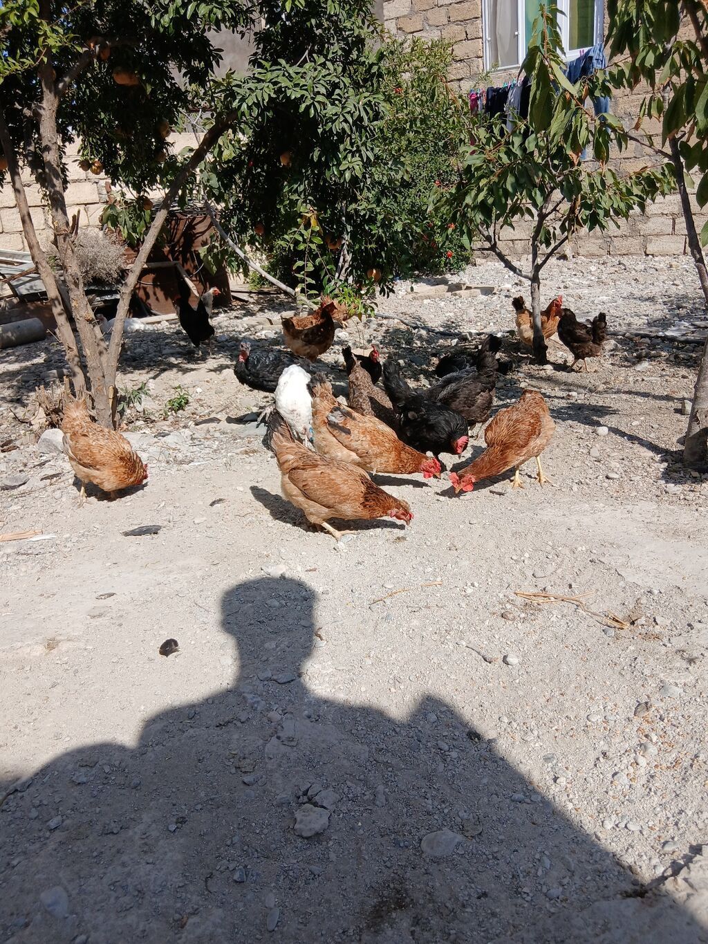 Toyuq, Yumurtalıq — Toyuq və xoruz, Sumqayıt (3)