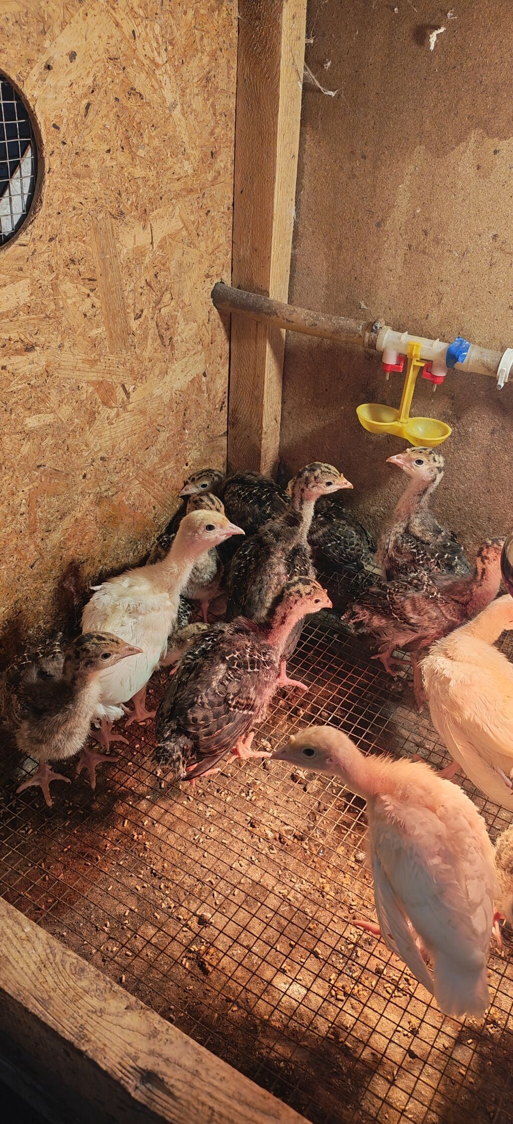 Dişi, Kanada, Damazlıq, Ödənişli çatdırılma — Digərləri, Digah (4)