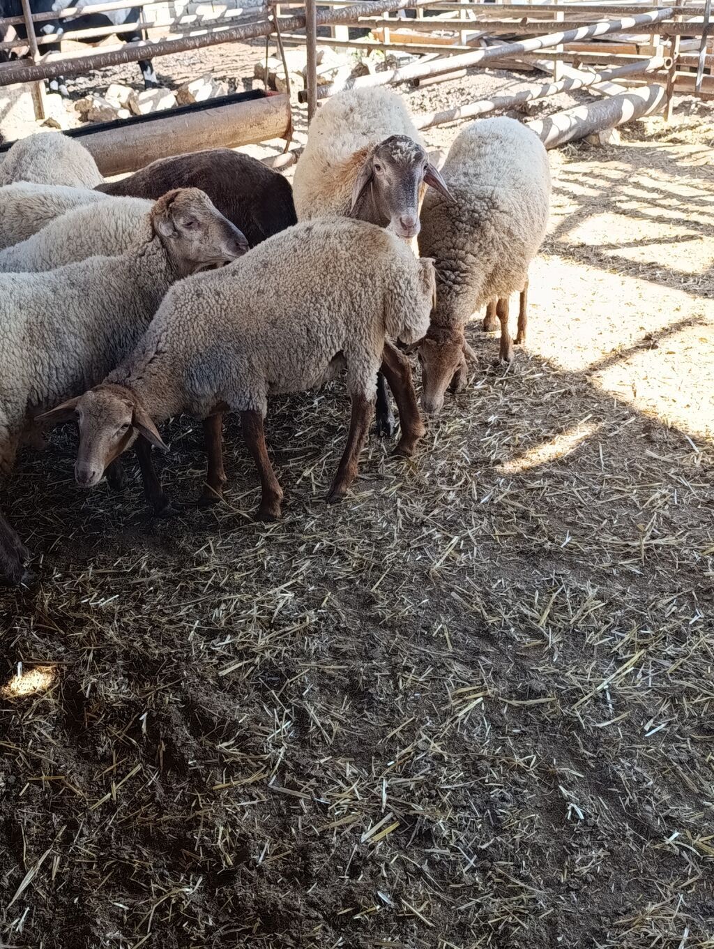 Salam heyvanlar 1 dişi 2 ərkek satilir ən kök heyvanlardi içlerinde — Kənd təsərrüfatı heyvanları, Digah (3)