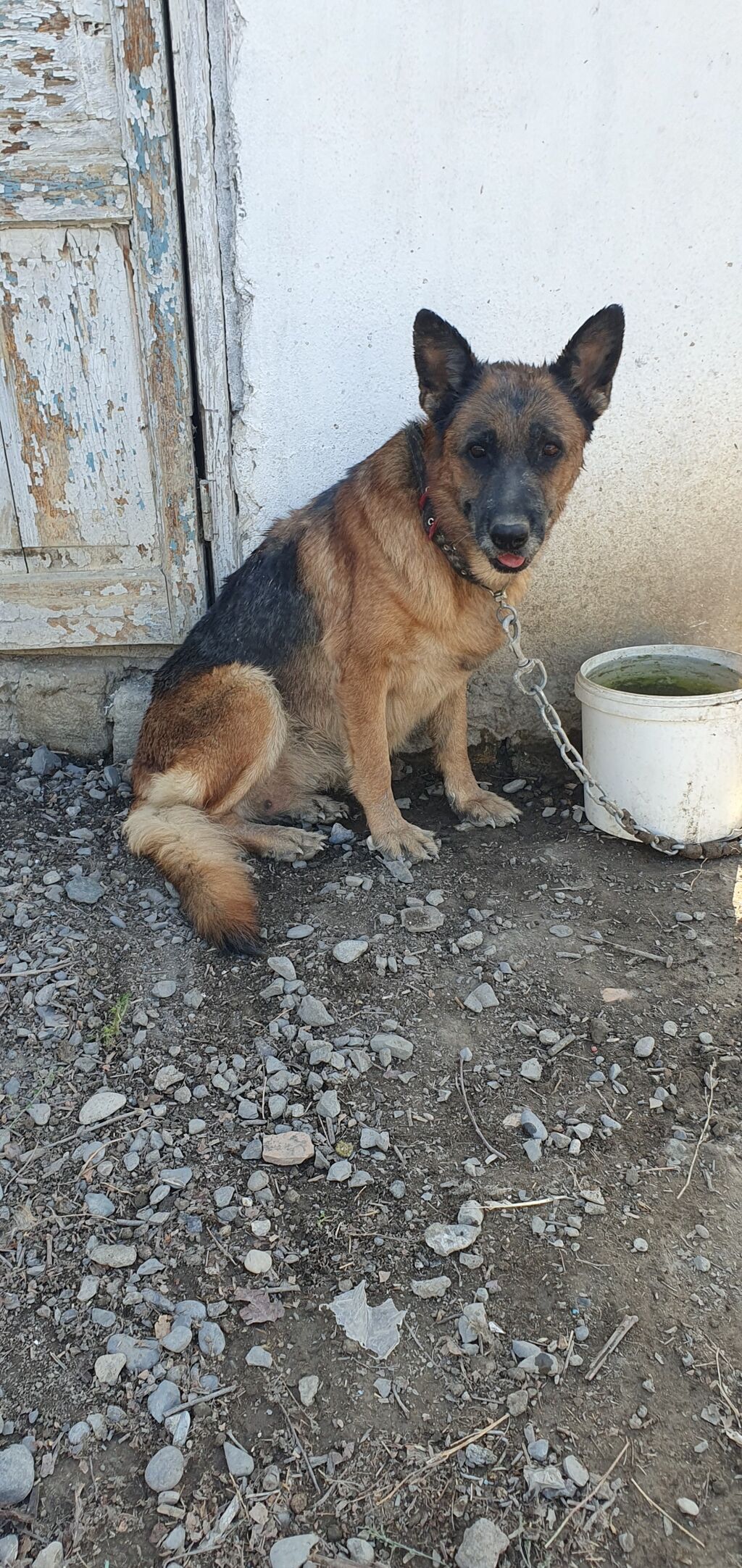 Alman çoban iti, 5 il, Dişi, Peyvəndli — Köpəklər, Kürdəmir (2)