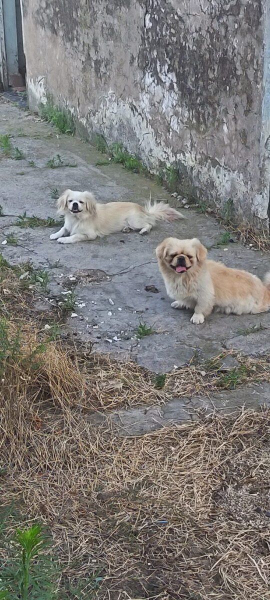 Pekines — Köpəklər, Bakı (4)