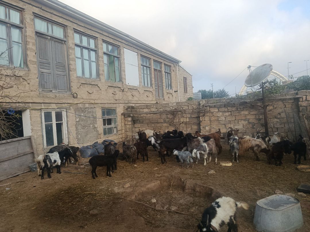 Hələb keçiləri — Kənd təsərrüfatı heyvanları, Bakı (3)