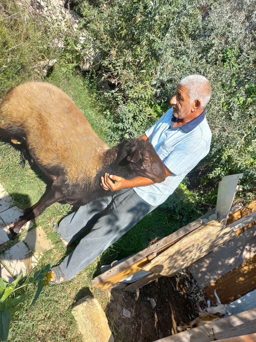 Qoyun – qala cinsi - Cins: Qoç - Boy-buxun: Uzunbədənli, möhkəmli — Kənd təsərrüfatı heyvanları, Bakı (2)