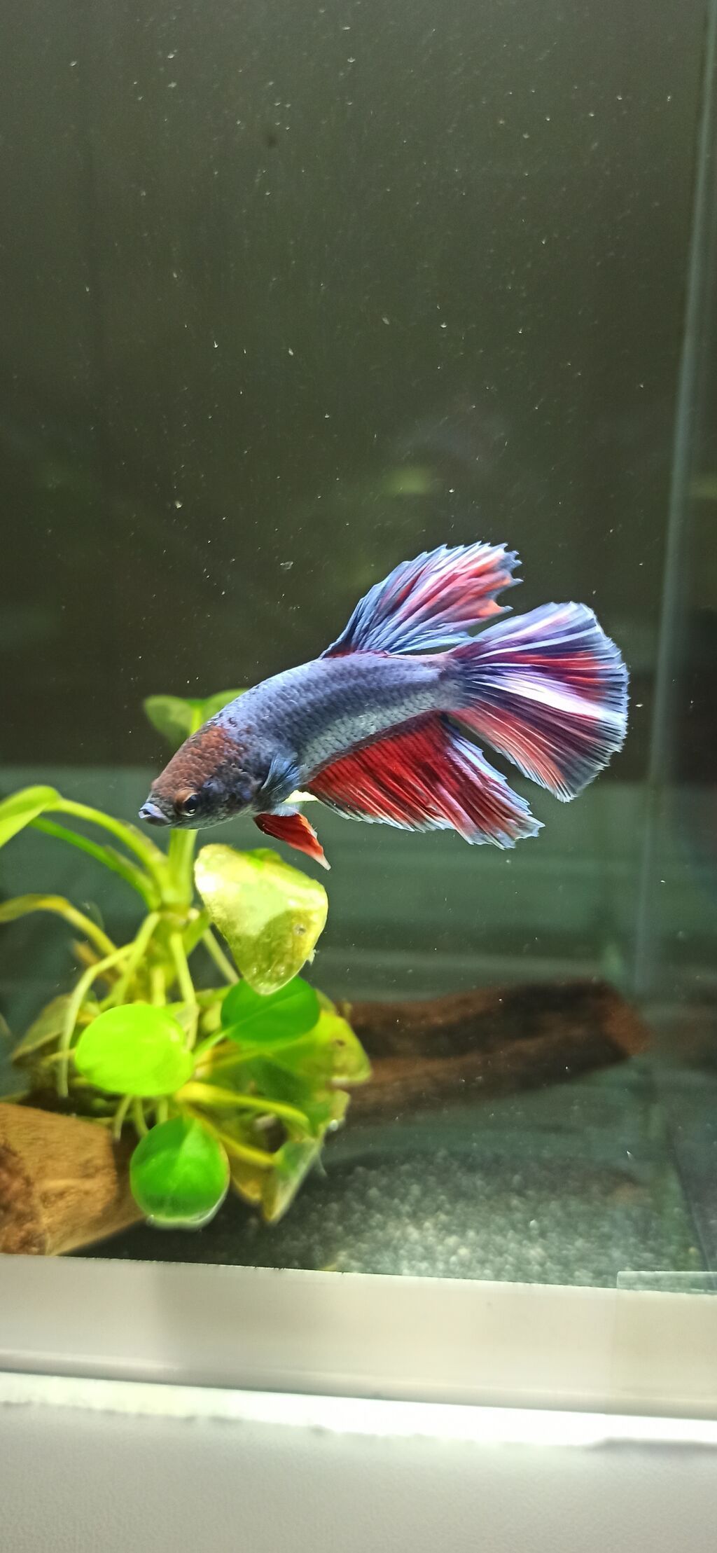 Betta (Petuşok balığı), Yırtıcı — Akvariumlar və balıqlar, Bakı (4)