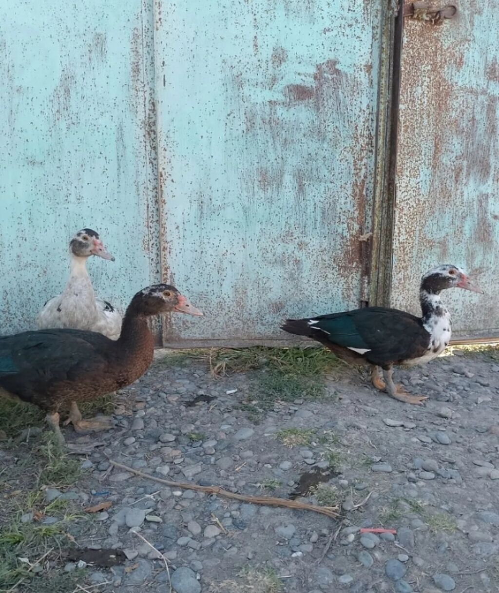 Muscovy ördəkləri (indo-ördəklər) – 3 baş - Rənglər: ağ-qara ala və — Digərləri, Yevlax (2)