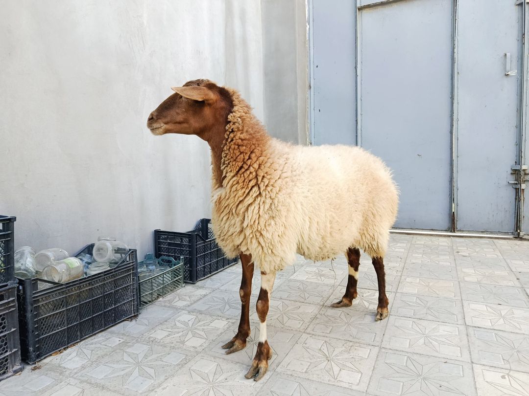 Qoyun — Kənd təsərrüfatı heyvanları, Bakı