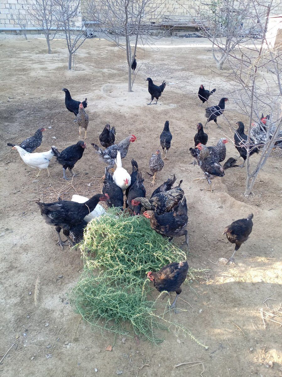 Xarkov quşları — Quşlar, Sumqayıt (5)