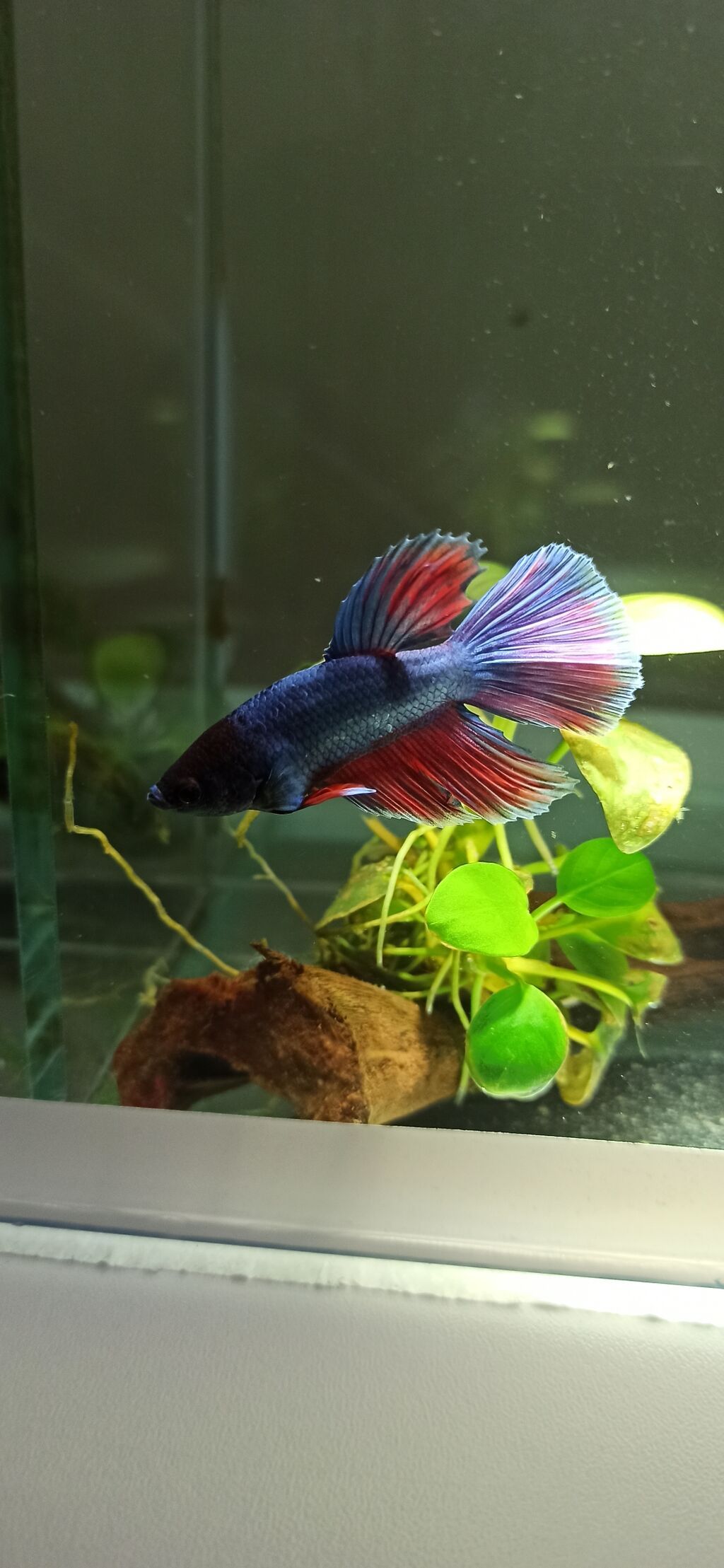 Betta (Petuşok balığı), Yırtıcı — Akvariumlar və balıqlar, Bakı (2)