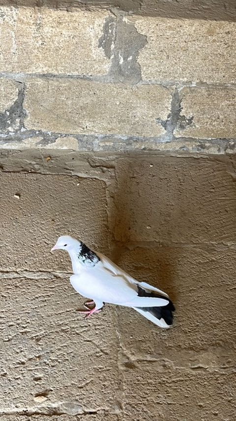 Heyvan erkeydi satilir isdeyen yiğsin vp — Qobu