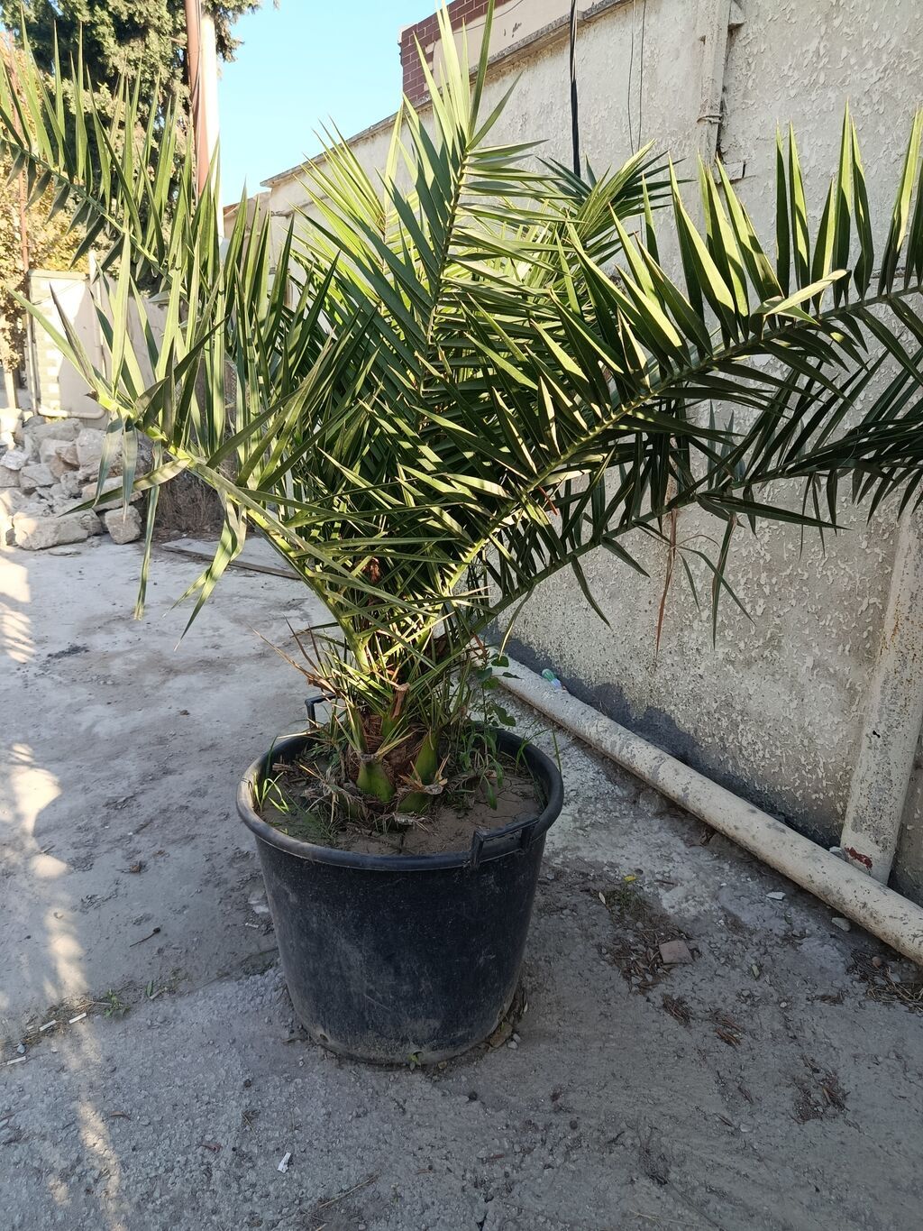 Xurma palmaları – qablarda - Bitki: Xurma (Phoenix dactylifera tipli — Ağaclar və fidan, Digah (2)