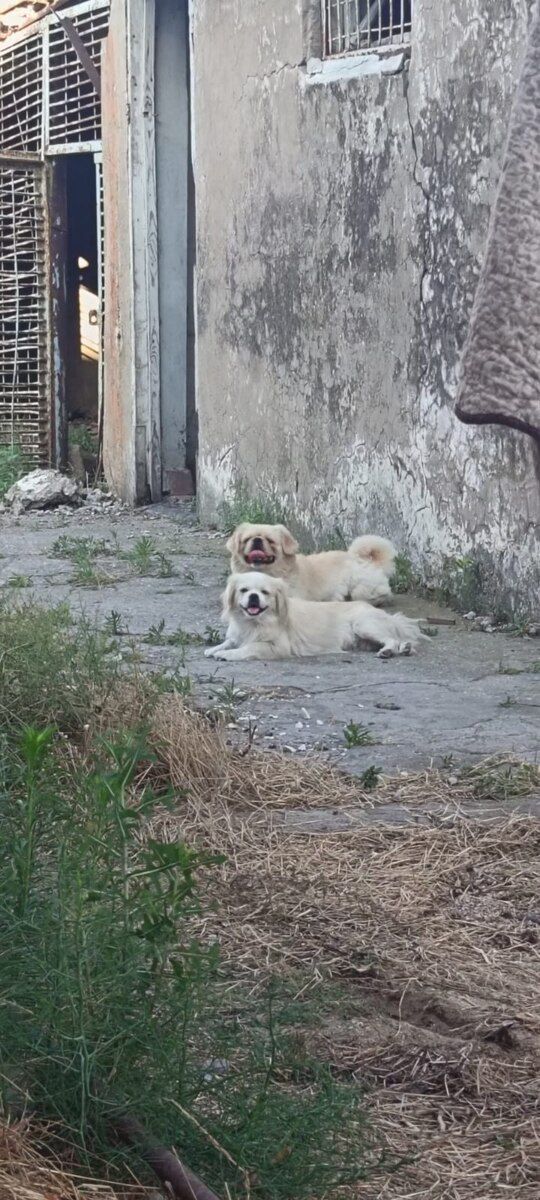 Pekines — Köpəklər, Bakı (2)