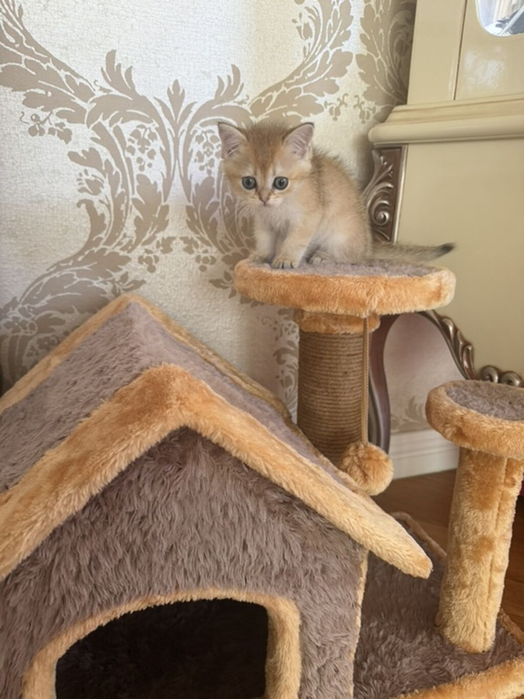 Sinsilla satilir qisa tuk Yemeyi Qum qabi qumu royal canin pasteti — Kunalar, Bakı (3)