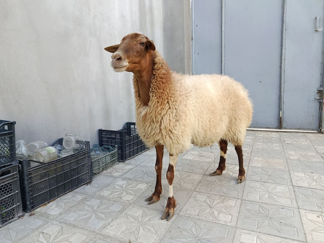 Qoyun — Kənd təsərrüfatı heyvanları, Bakı (3)