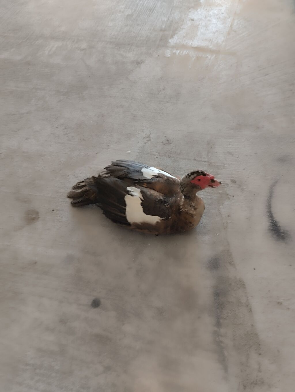 Erkək, Lal ördək, Ətlik — Digərləri, Digah (3)