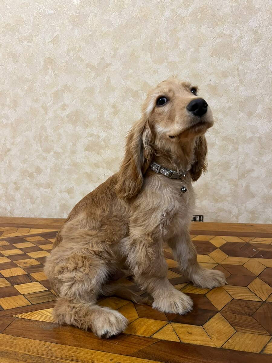 Koker spaniel balası — Köpəklər, Bakı (3)