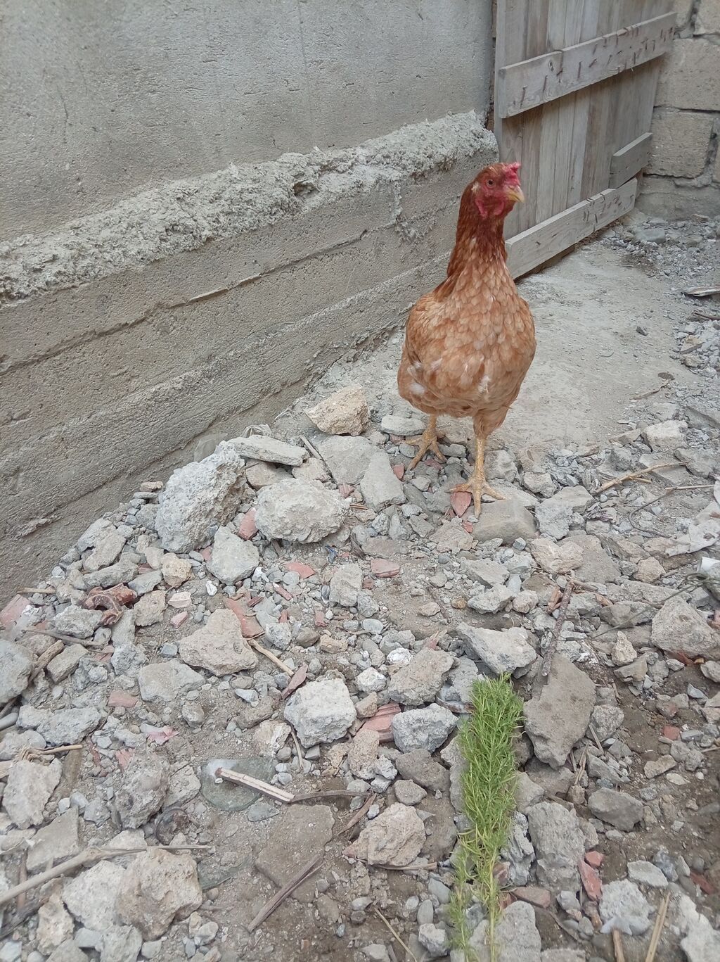 Heyratı satılır — Toyuq və xoruz, Sumqayıt (3)