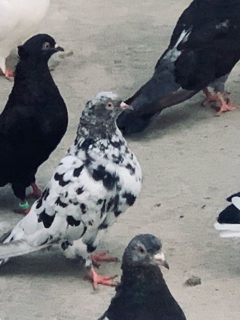 Göyərçinlər — Bakı