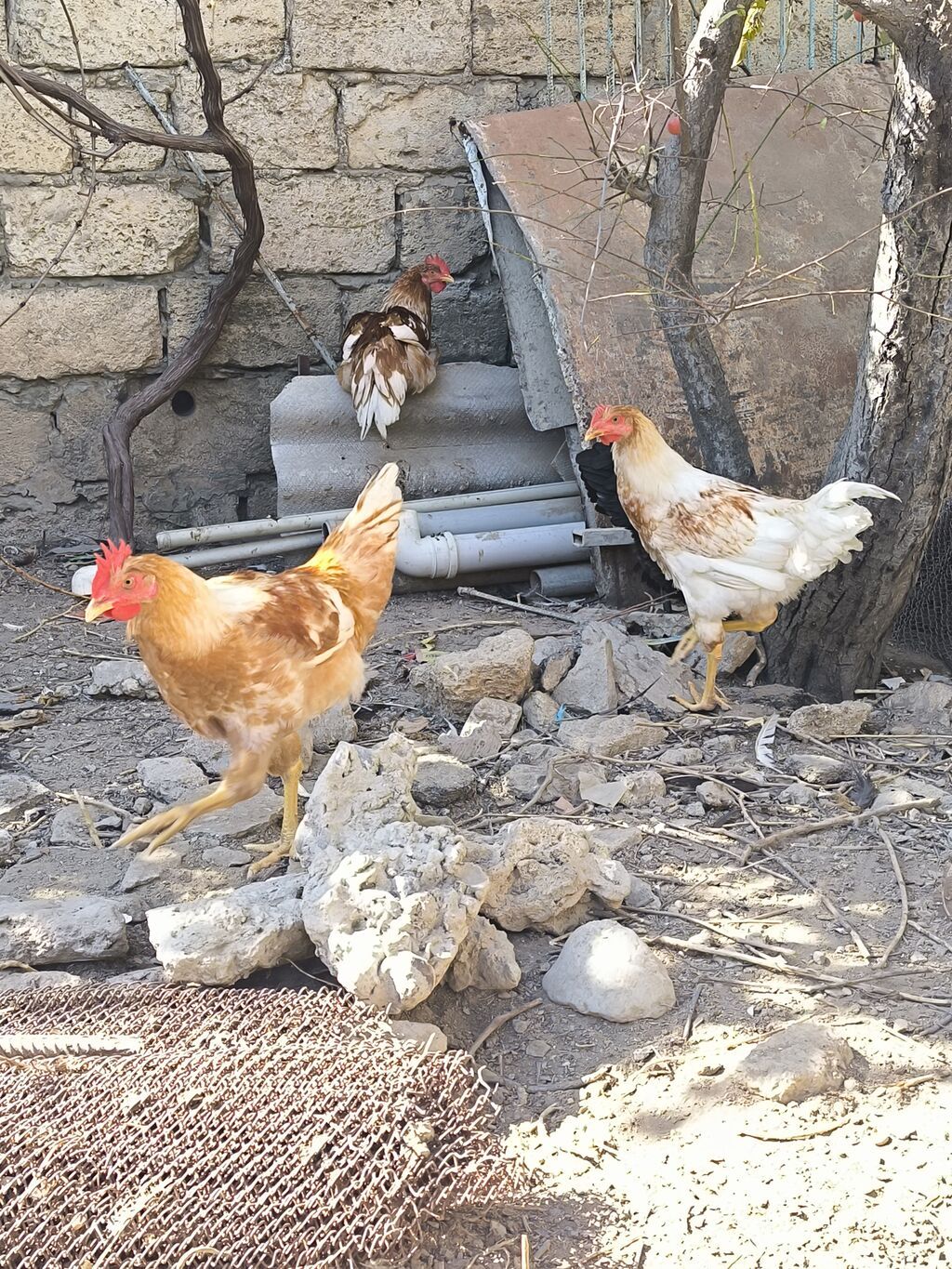 Toyuq, Yumurtalıq — Toyuq və xoruz, Bakı (3)