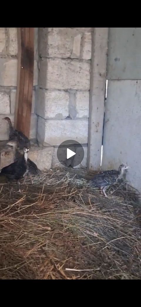 Salam Aleykum bütün vaksinləri vurulub 20 günlük hindquşları sağlam — Birds — Other