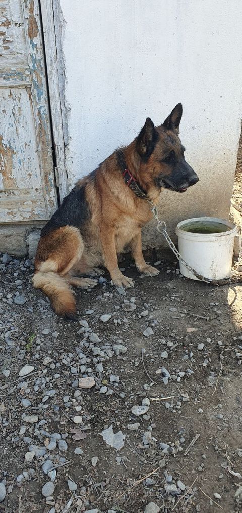 Alman çoban iti, 5 il, Dişi, Peyvəndli — Kürdəmir